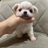 チワワ(ロング)