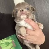 チワワ(ロング)