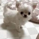 チワワ(ロング)