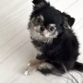 チワワ(ロング)