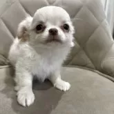 チワワ(ロング)