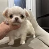 チワワ(ロング)