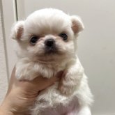 チワワ(ロング)