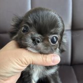 チワワ(ロング)