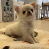 チワワ(ロング)