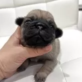 パグ