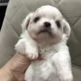 チワワ(ロング)【兵庫県・男の子・2025年10月23日・クリーム&ホワイト】の写真5