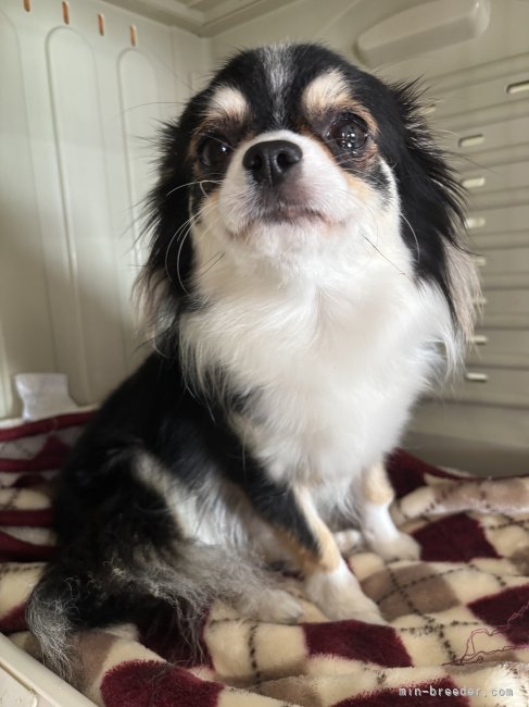 チワワ(ロング)【・女の子・2024年4月8日・ブラックタンホワイト】