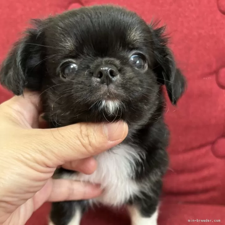 ID：2408-00754の子犬