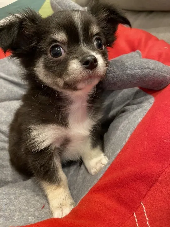 ID：1912-01811の子犬
