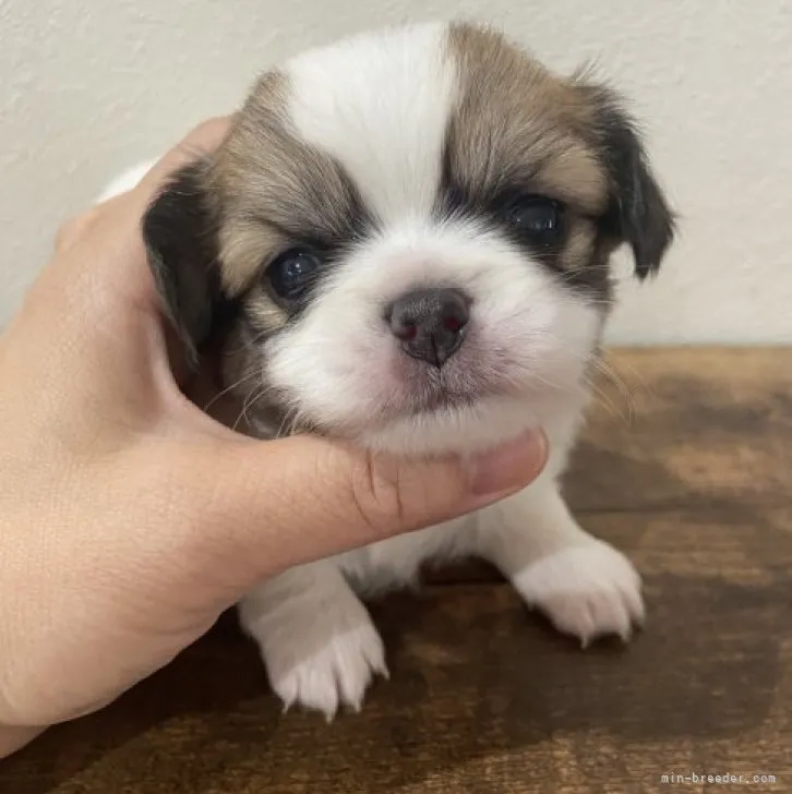 ID：2306-02736の子犬