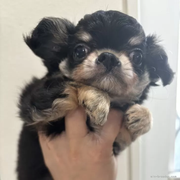 ID:2405-07371の子犬