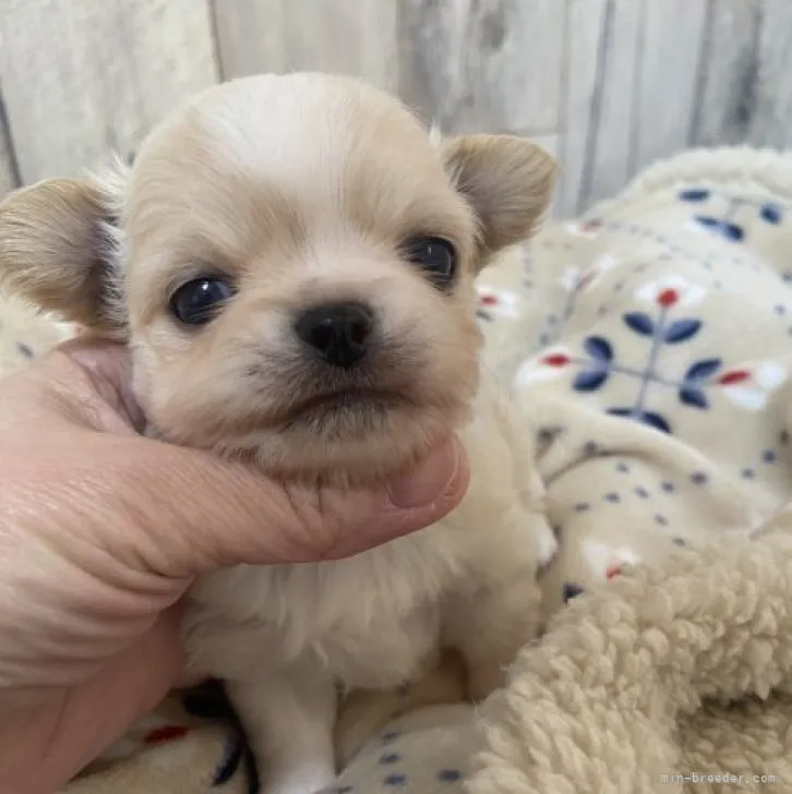 ID:2301-03475の子犬