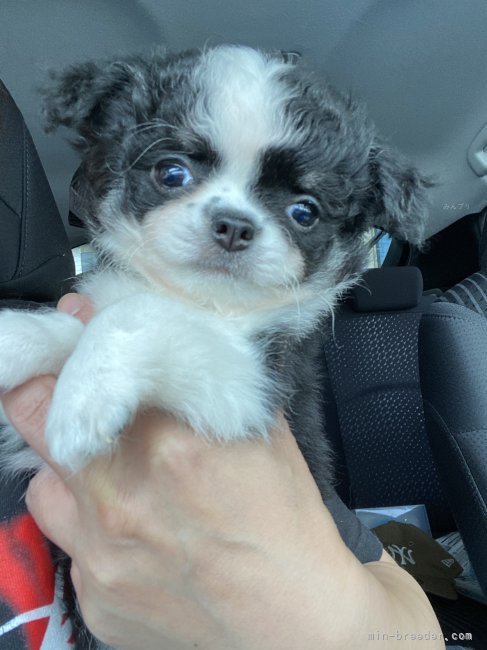 チワワ(ロング)【・女の子・2023年7月30日・ブラックタンホワイト】