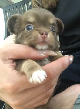 チワワ(ロング)【兵庫県・女の子・2018年4月14日・チョコタン】の写真「お鼻が短くて可愛いです」