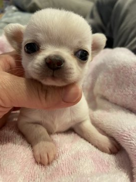 チワワ(スムース)【兵庫県・女の子・2022年3月24日・ホワイト】の写真「スペシャル可愛いスムチさんです☺️」
