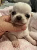 チワワ(スムース)【兵庫県・女の子・2022年3月24日・ホワイト】の写真3「小さいけど元気いっぱいです☺️」