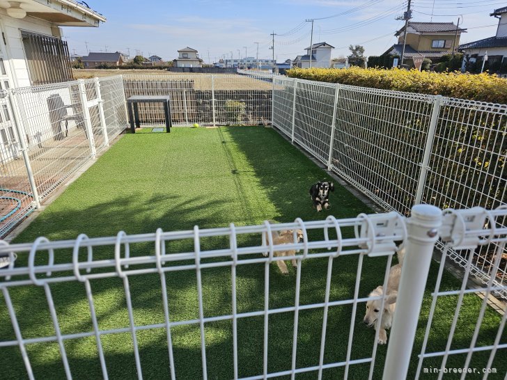 💚ドックラン（人工芝）で元気に遊んでおります。｜田村　佐知子(たむら　さちこ)ブリーダー(埼玉県・ミニチュアダックスフンド(ロング)など・JKC登録)の紹介写真4