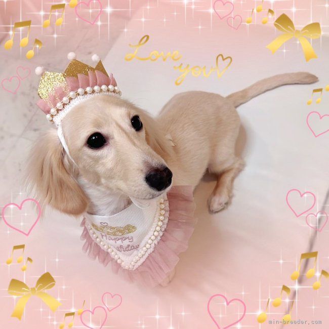 田村佐知子ブリーダーのブログ：🎂お誕生日おめでとう💐