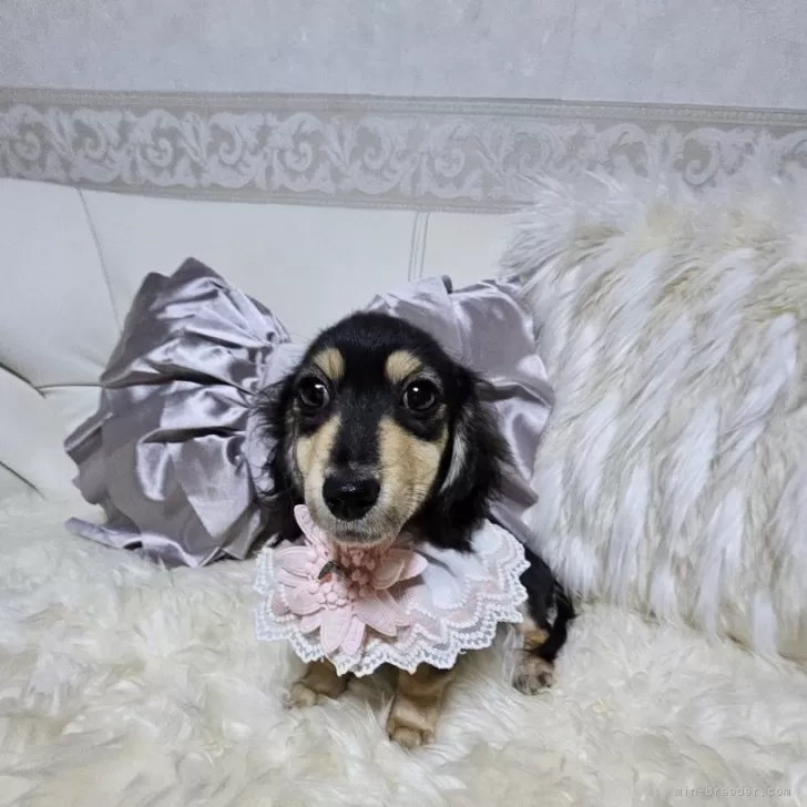 ID：2411-07133の子犬