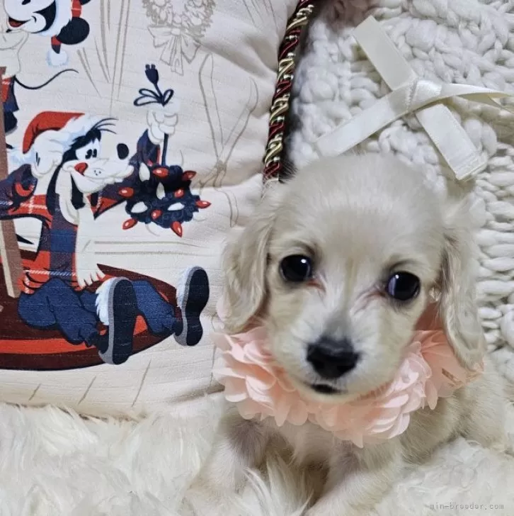 ID：2411-03351の子犬