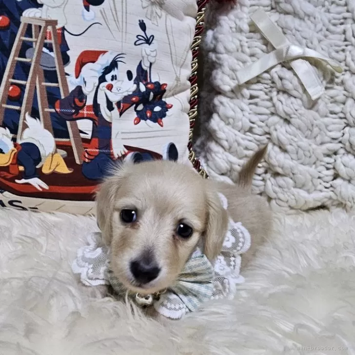 なお 様のお迎えした子犬