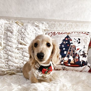 ミニチュアダックスフンド(ロング)【埼玉県・女の子・2025年8月30日・イエロー(クリーム)】の写真「🎄🎀🎄可愛いレディーちゃんです☆彡」