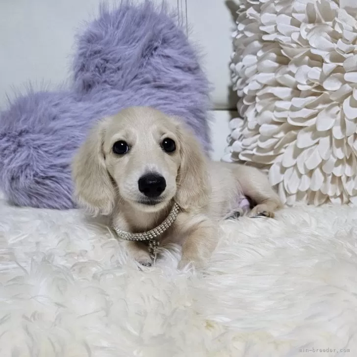 ID:2408-00819の子犬