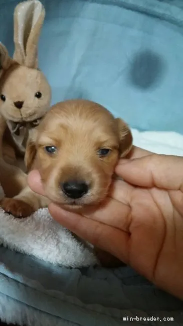 ID：1904-02868の子犬