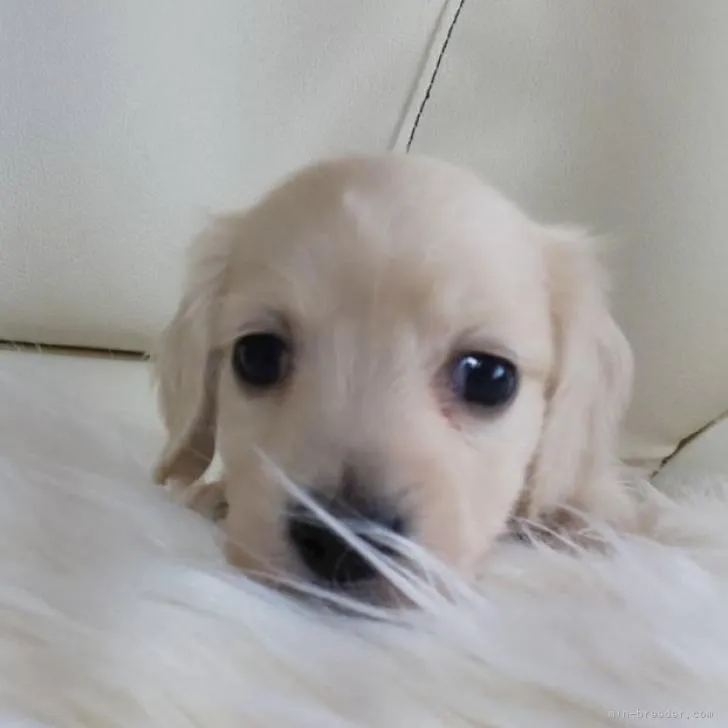 ID：2210-02012の子犬