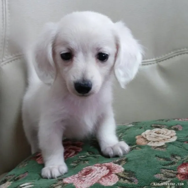 ID：1810-01390の子犬