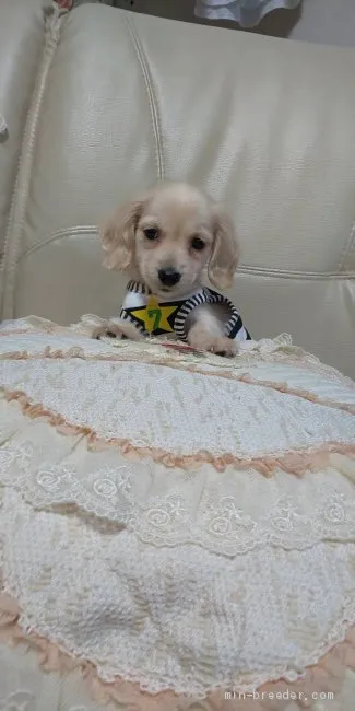 ID：1909-03287の子犬