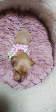 カニンヘンダックスフンド(ロング)【埼玉県・女の子・2020年1月1日・ゴールド】の写真「小振りで艶々の毛並みがとっても綺麗です♥」