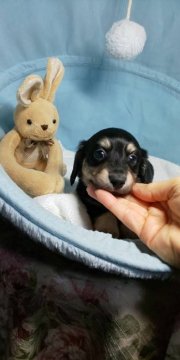 ミニチュアダックスフンド(ロング)【埼玉県・男の子・2020年12月4日・ブラック&イエロー(クリーム)】の写真「♡♥♡艶々な毛質が魅力的な長男くんです♡♥♡」