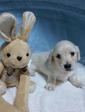 ミニチュアダックスフンド(ロング)【埼玉県・男の子・2022年3月19日・イエロー(クリーム)】の写真「🌷♡ 美しい毛色のハンサムボーイ🌷 ♡🌷」