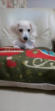 カニンヘンダックスフンド(ロング)【埼玉県・女の子・2019年9月2日・イエロー(ピュアクリーム)】の写真「小振りで美しい毛色✨愛くるしい顔に胸キュン💛」