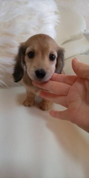 ミニチュアダックスフンド(ロング)【埼玉県・女の子・2020年11月15日・レディッシュイエロー(クリーム)】の写真「♡♥♡激可愛い女の子です♡♥♡」