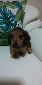 ミニチュアダックスフンド(ロング)【埼玉県・女の子・2020年4月13日・レッド】の写真「希少な英国の血を引く美人さんです★」