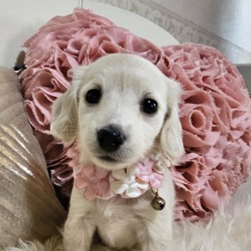 カニンヘンダックスフンド(ロング)【埼玉県・女の子・2024年2月8日・イエロー(クリーム)】の写真「🌷超可愛い💓姫ちゃま🌷」