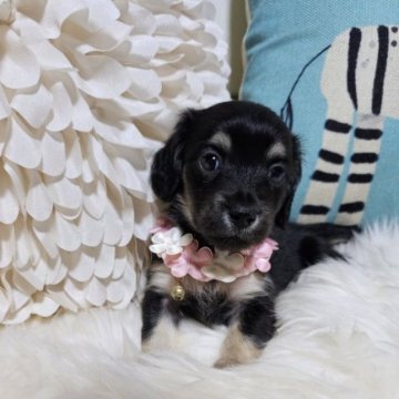 ミニチュアダックスフンド(ロング)【埼玉県・女の子・2023年9月25日・ブラック&イエロー(クリーム)】の写真「💛🌷💛超可愛い☆毛並艶々な姫ちゃま🌷💛」