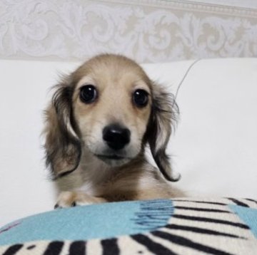 ミニチュアダックスフンド(ロング)【埼玉県・男の子・2023年8月11日・シェーデッドイエロー(クリーム)】の写真「💛🍎恒例の感謝ディーを開催中🍇💛」