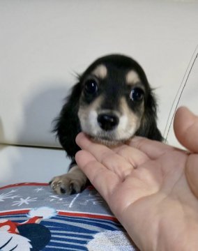 ミニチュアダックスフンド(ロング)【埼玉県・女の子・2021年9月26日・ブラック&イエロー(クリーム)】の写真「🎅🌼🎅12/3～12/12恒例の感謝デー🎅」