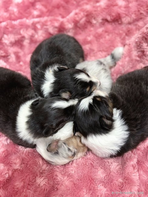 新川千春ブリーダーのブログ：10月28日生まれのベビー♡♡