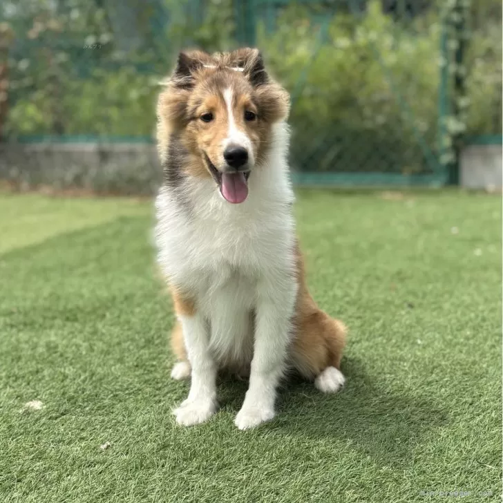れい 様のお迎えした子犬