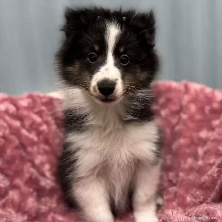 ID:2412-06643の子犬