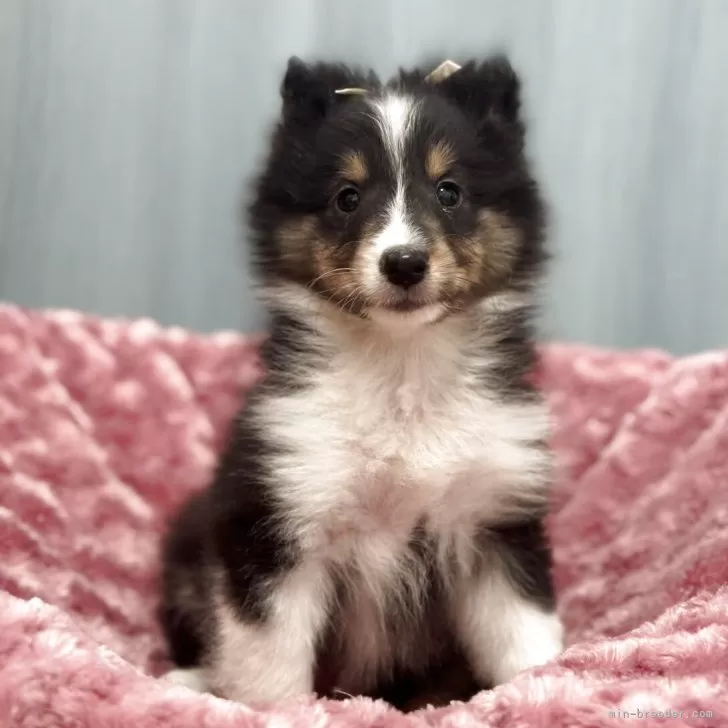 ID:2505-06456の子犬
