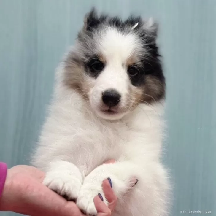 ID：2502-02588の子犬