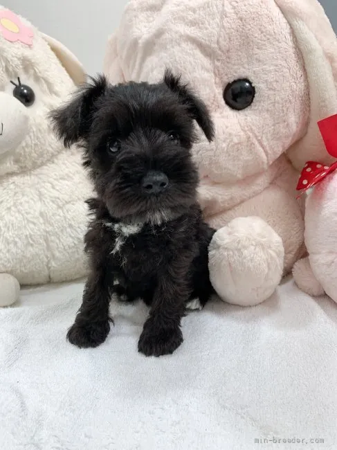 ID：2107-03303の子犬