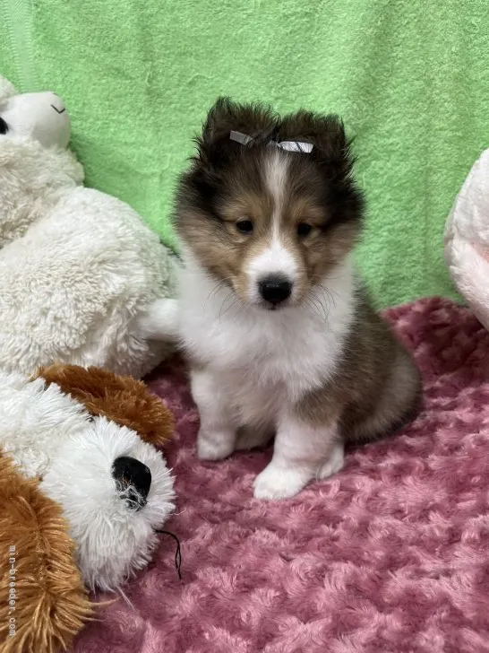 ID：2205-02106の子犬