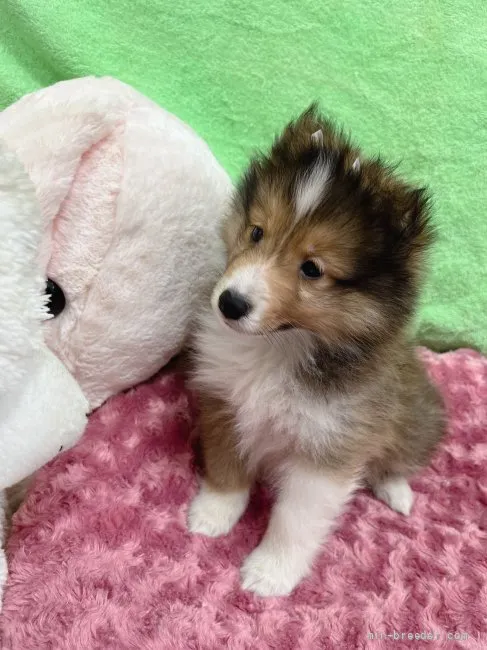 ID：2203-02932の子犬